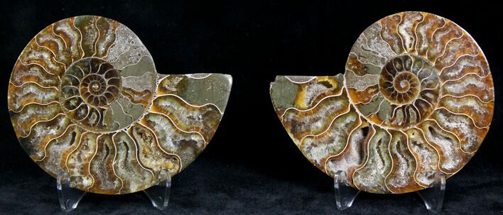 Polished Ammonite Pair - Million Years #22258